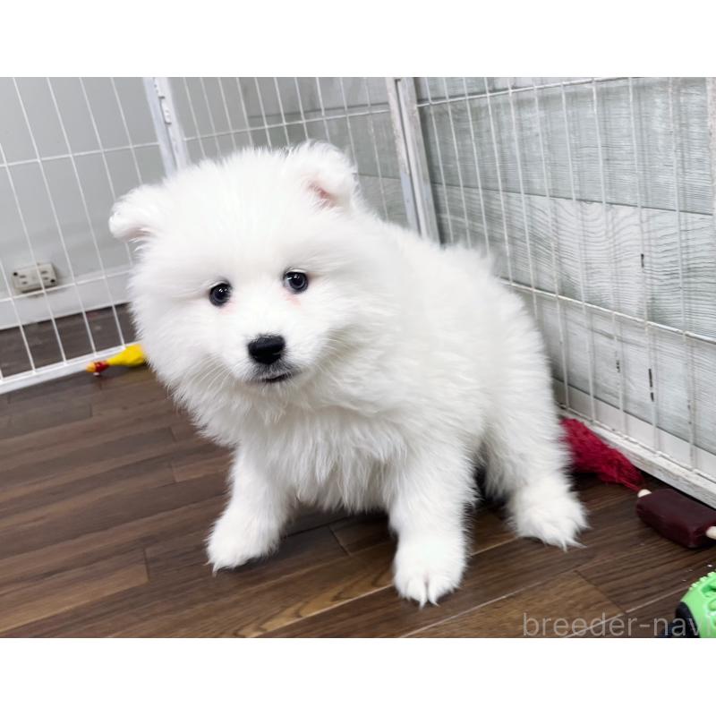 販売中の東京都のサモエド-441532の6枚目