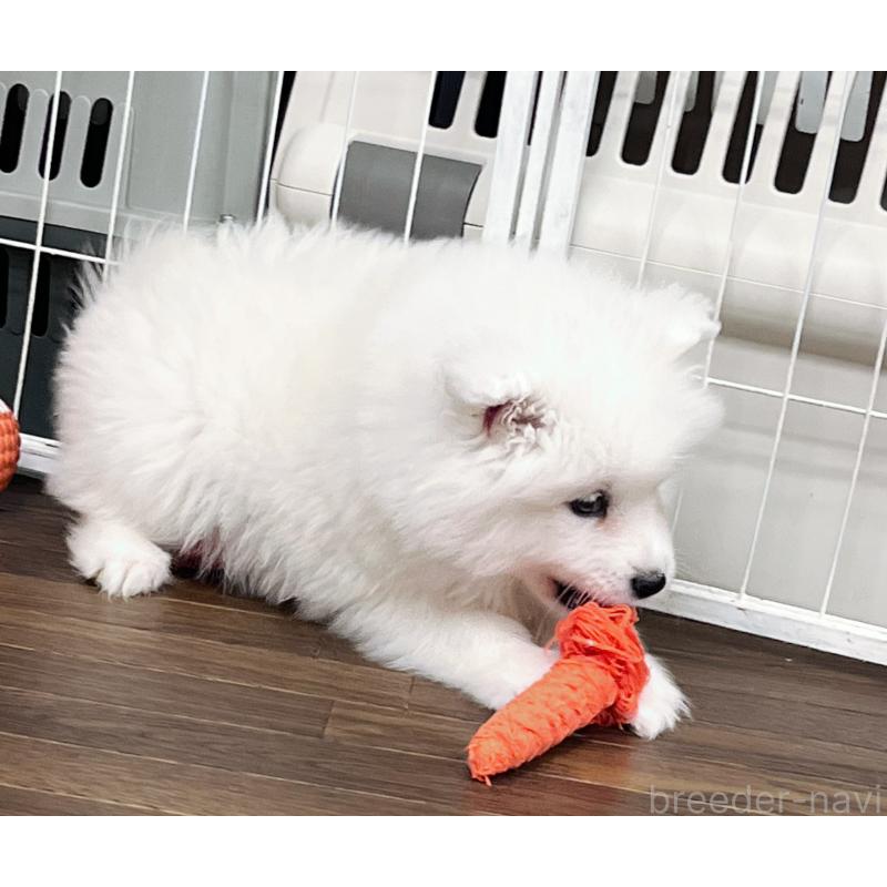 販売中の東京都のサモエド-441532の5枚目