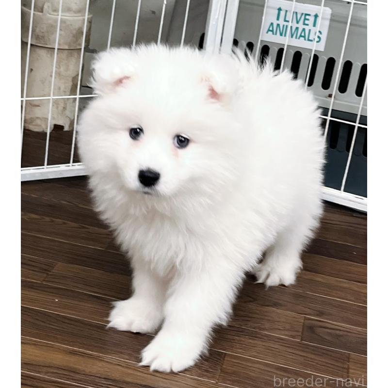 販売中の東京都のサモエド-441532の4枚目