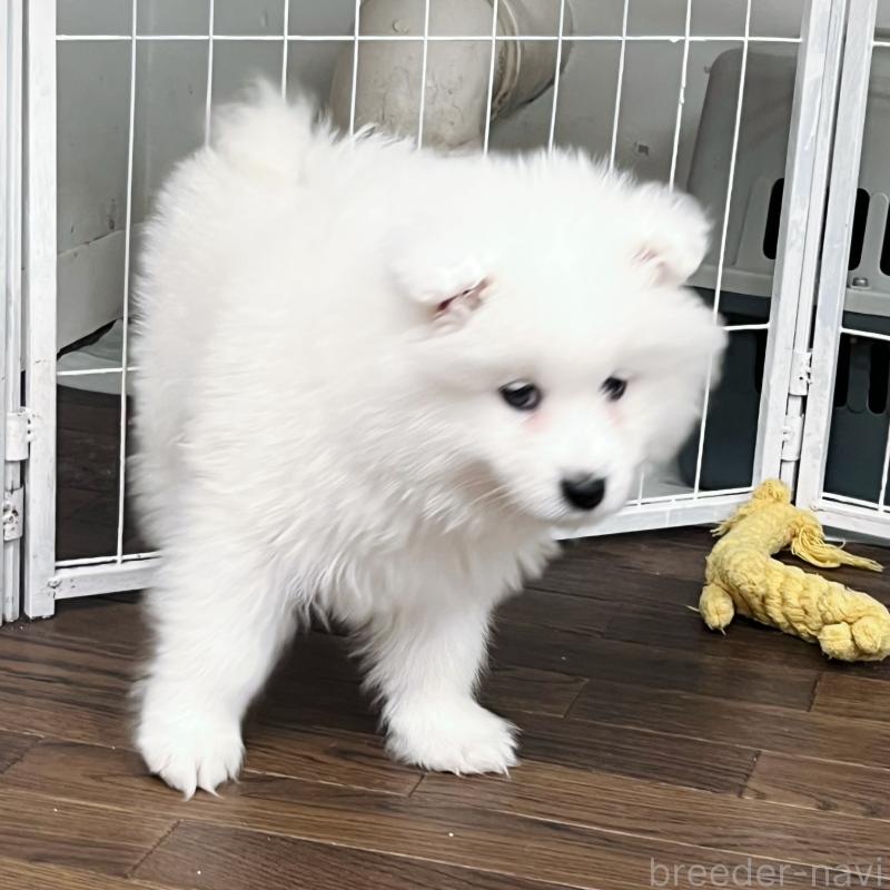 販売中の東京都のサモエド-441532の3枚目