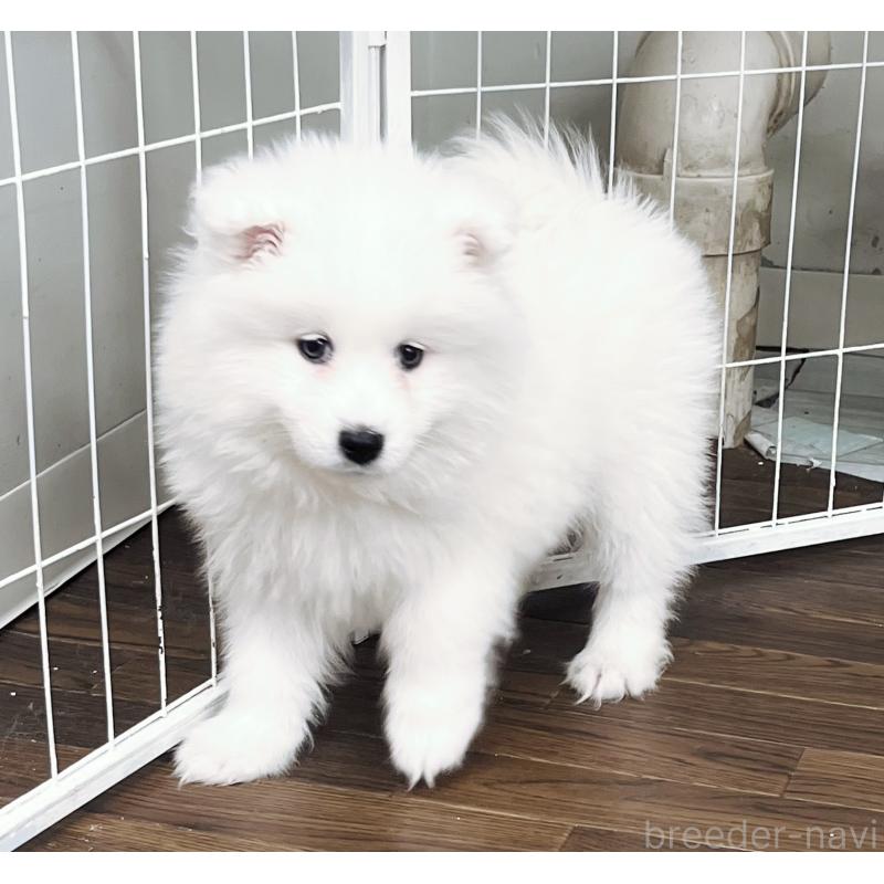 販売中の東京都のサモエド-441532の2枚目