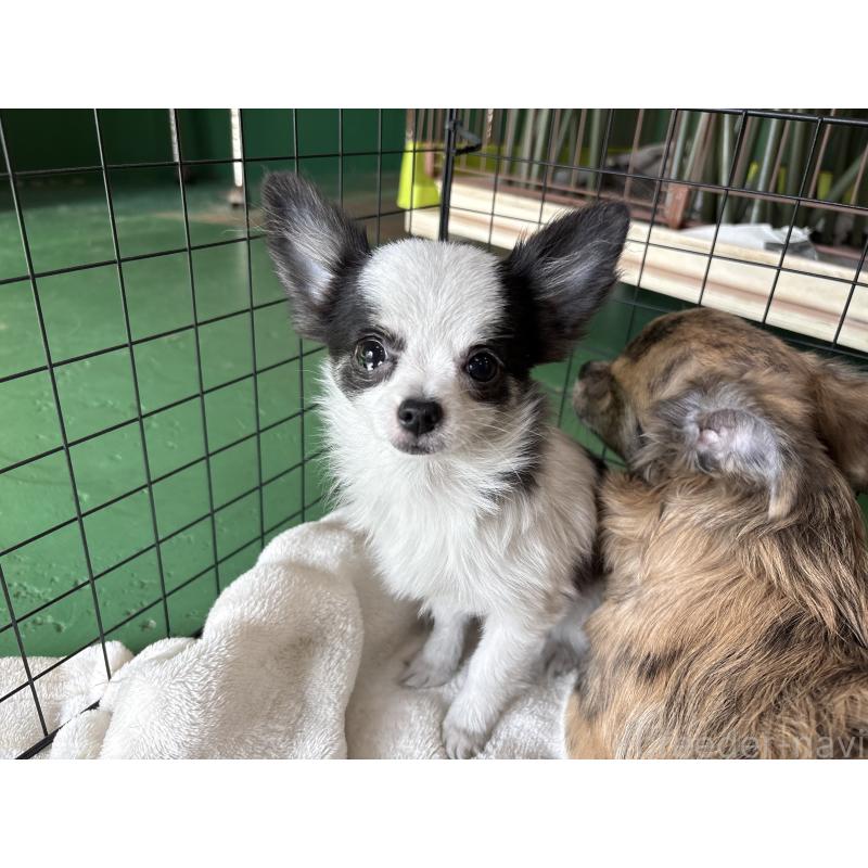 販売中の東京都のポメチワ:ポメラニアン×チワワ-419520の6枚目