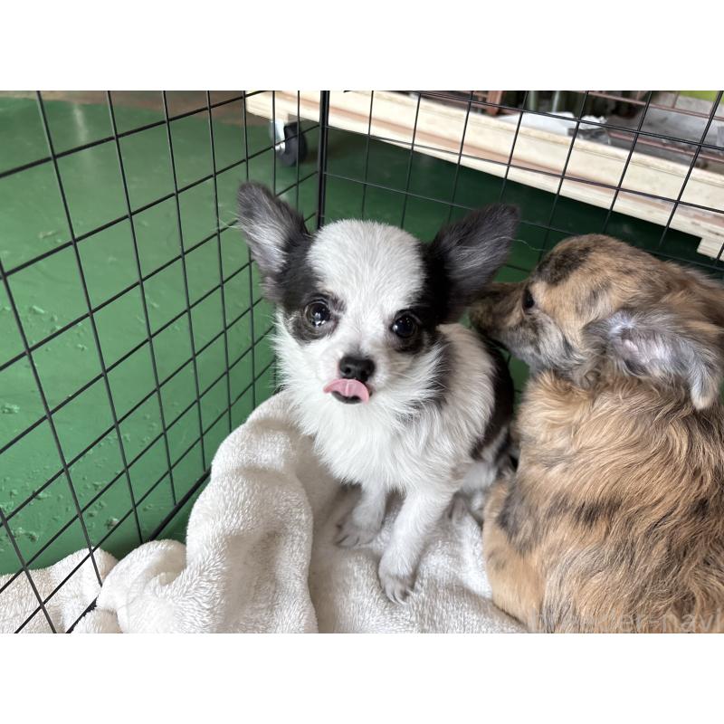 販売中の東京都のポメチワ:ポメラニアン×チワワ-419520の5枚目