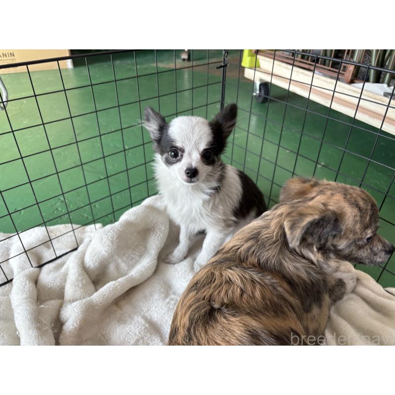 販売中の東京都のポメチワ:ポメラニアン×チワワ-419520の4枚目