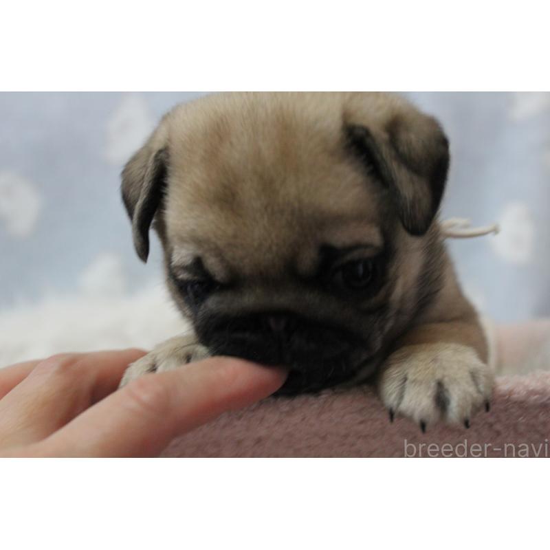 販売中の福岡県のパグ-439467の3枚目