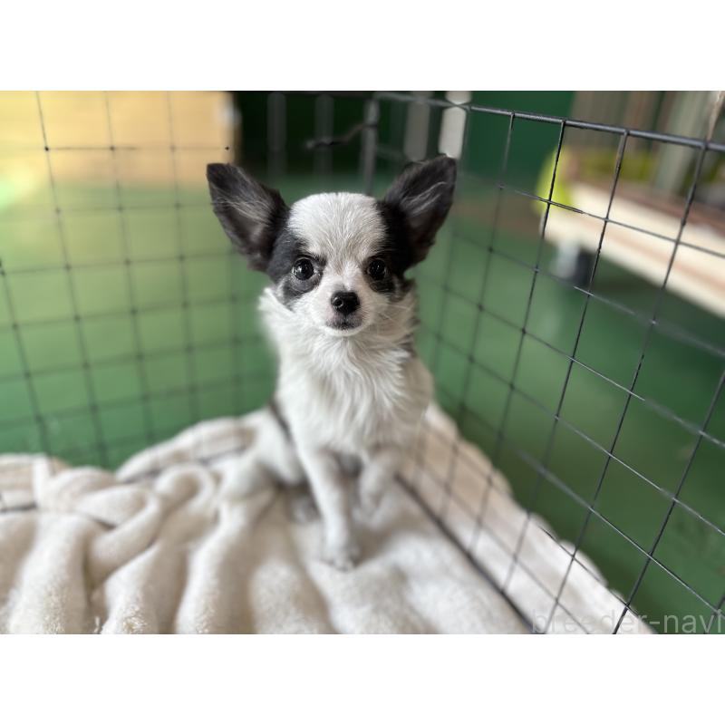 販売中の東京都のポメチワ:ポメラニアン×チワワ-419520の2枚目