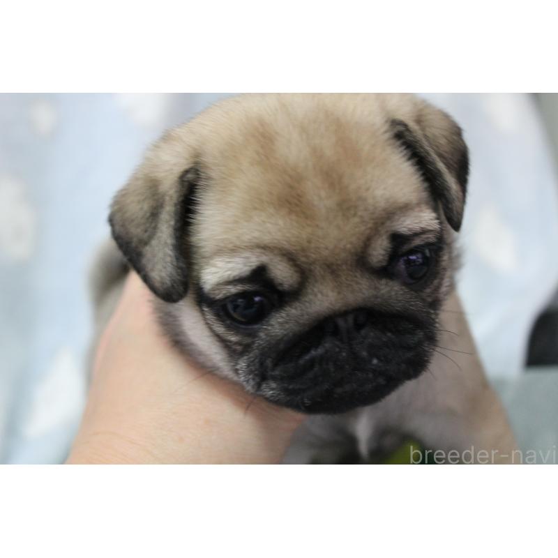 販売中の福岡県のパグ-439467