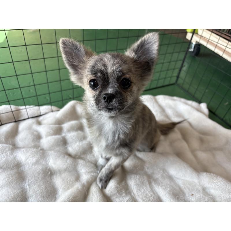 販売中の東京都のポメチワ:ポメラニアン×チワワ-419522の4枚目