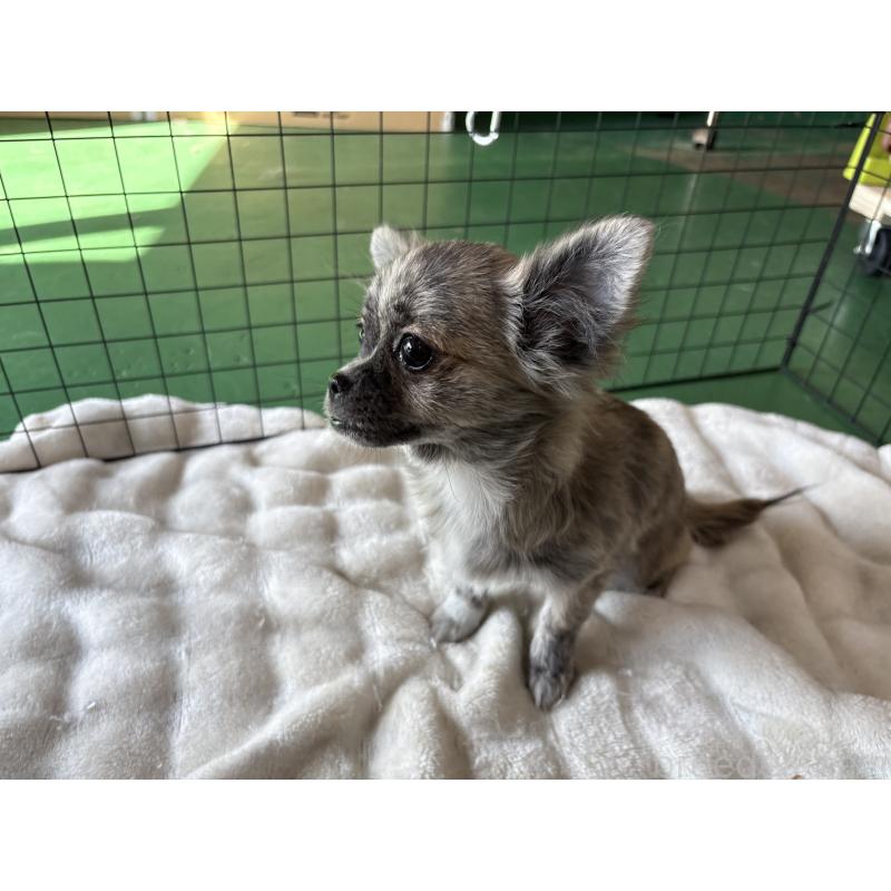 販売中の東京都のポメチワ:ポメラニアン×チワワ-419522の2枚目