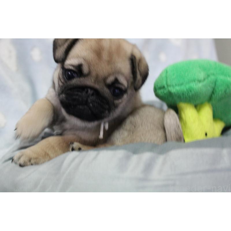 販売中の福岡県のパグ-439467の2枚目