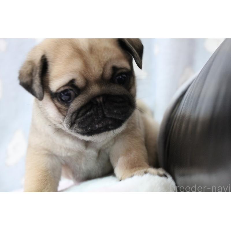販売中の福岡県のパグ-439465の3枚目