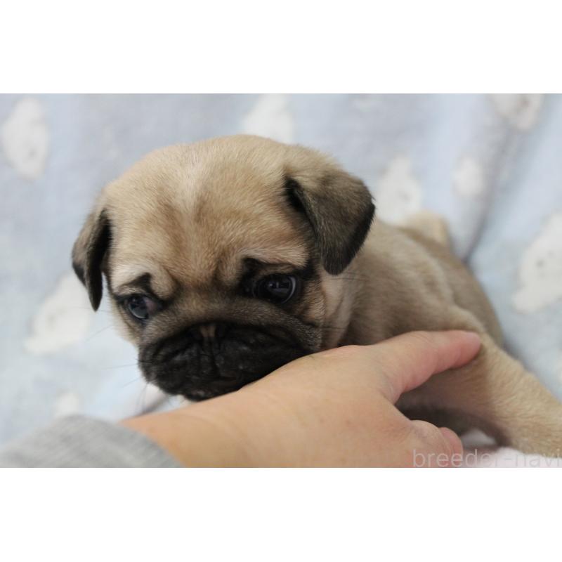 販売中の福岡県のパグ-439465の2枚目