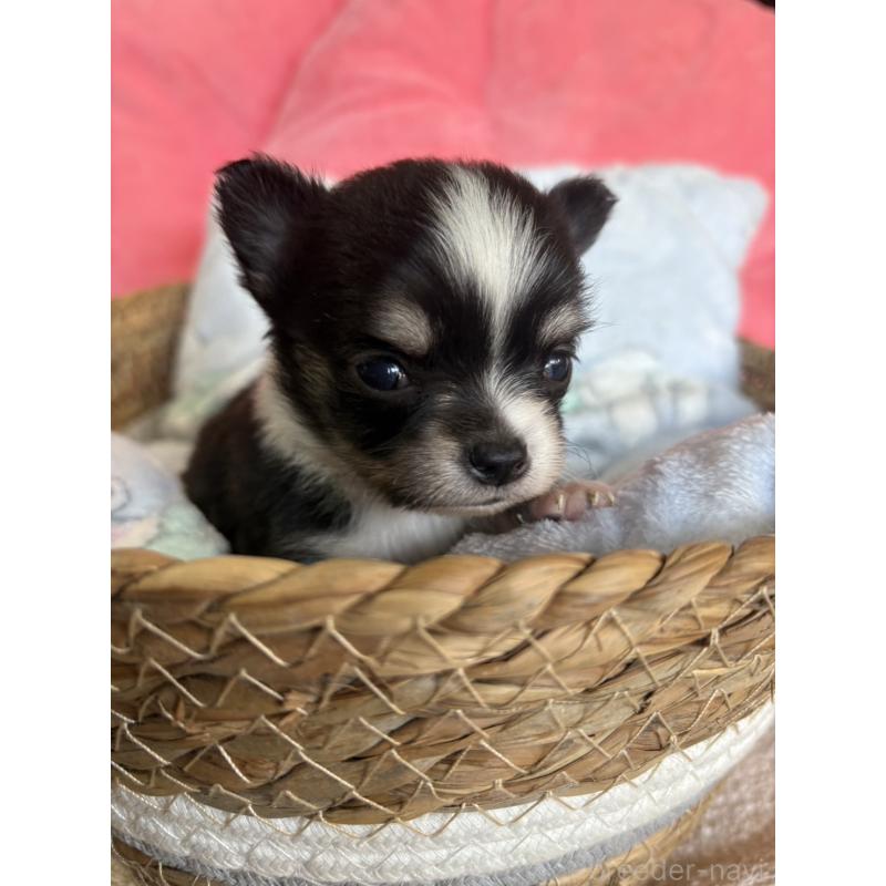 販売中の茨城県のチワワ(ロングコート)-441534の5枚目