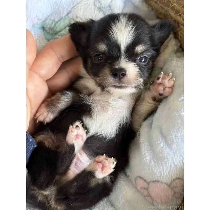 販売中の茨城県のチワワ(ロングコート)-441534の3枚目