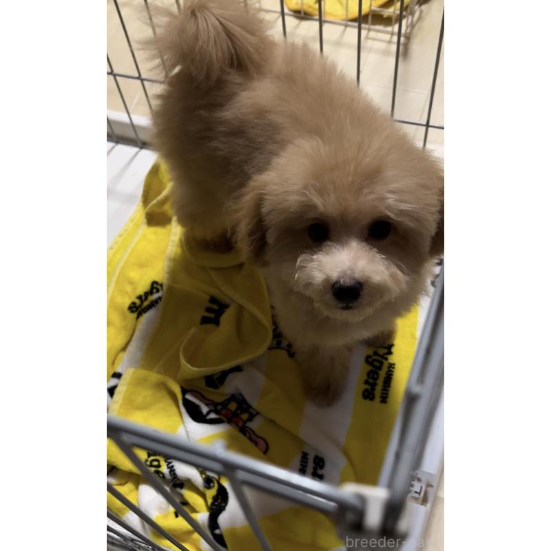 販売中の兵庫県のビションプー:ビションフリーゼ×トイプードル-441537の3枚目