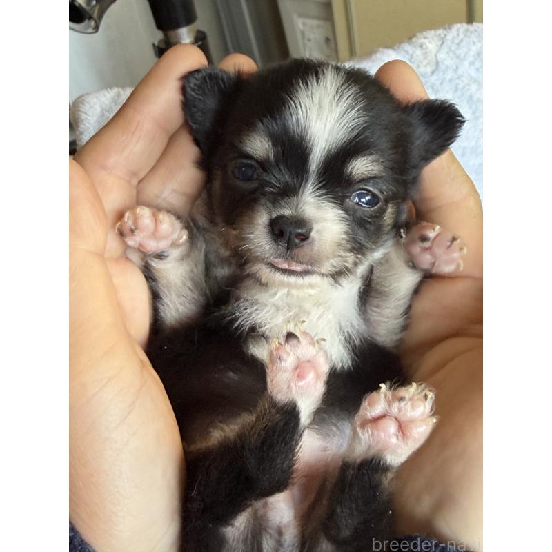 販売中の茨城県のチワワ(ロングコート)-441534の2枚目