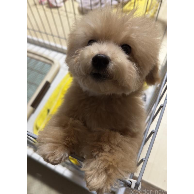 販売中の兵庫県のビションプー:ビションフリーゼ×トイプードル-441537の2枚目