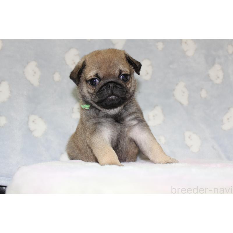 販売中の福岡県のパグ-439463