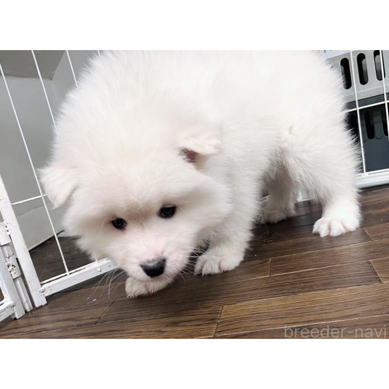 販売中の東京都のサモエド-441535の7枚目