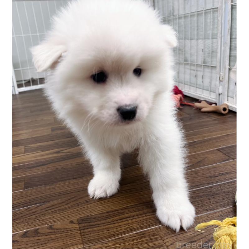 販売中の東京都のサモエド-441535の6枚目