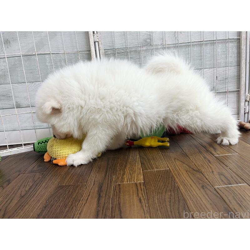 販売中の東京都のサモエド-441535の4枚目