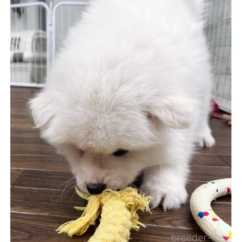 販売中の東京都のサモエド-441535の3枚目