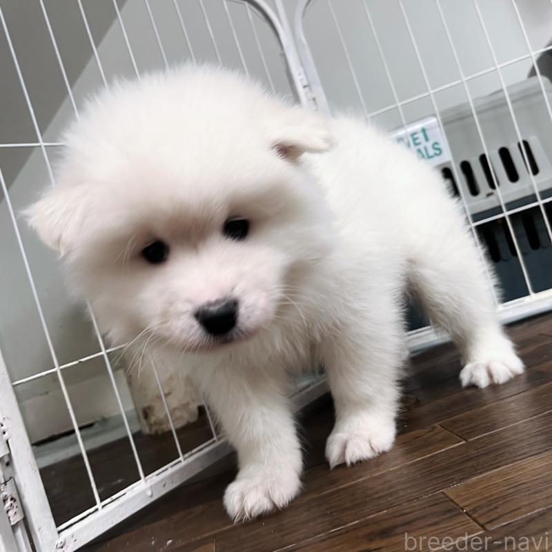 販売中の東京都のサモエド-441535の2枚目