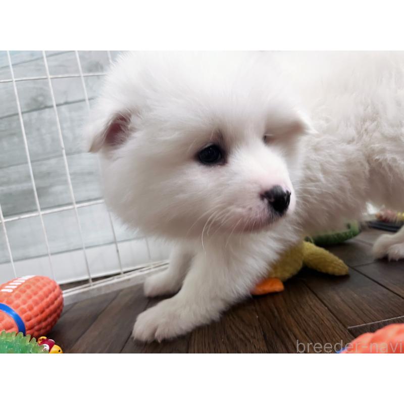 販売中の東京都のサモエド-441539の8枚目