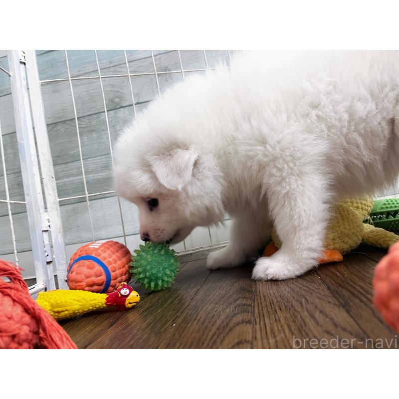 販売中の東京都のサモエド-441539の7枚目