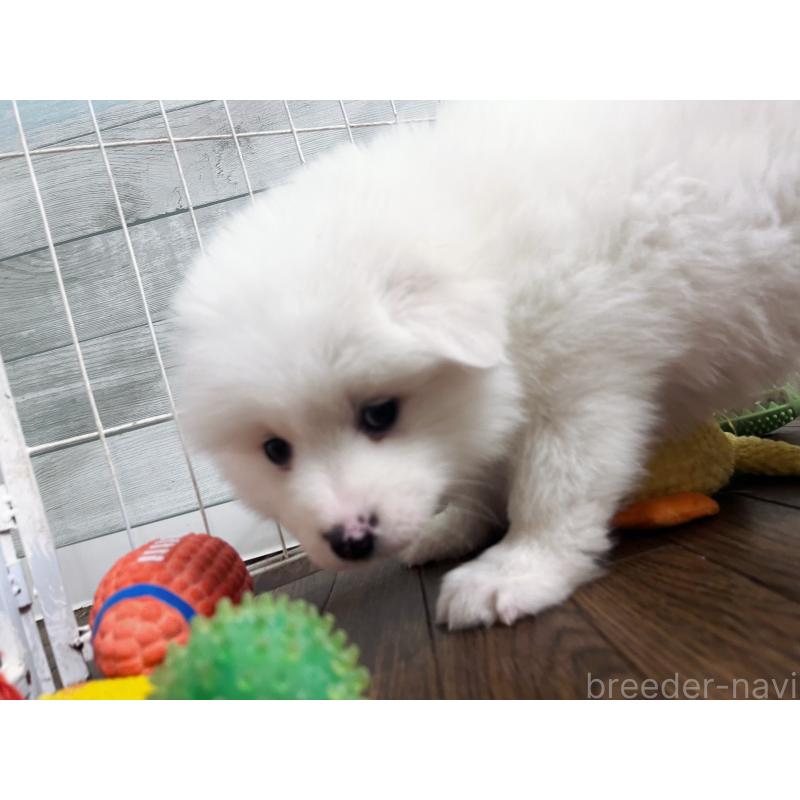 販売中の東京都のサモエド-441539の6枚目