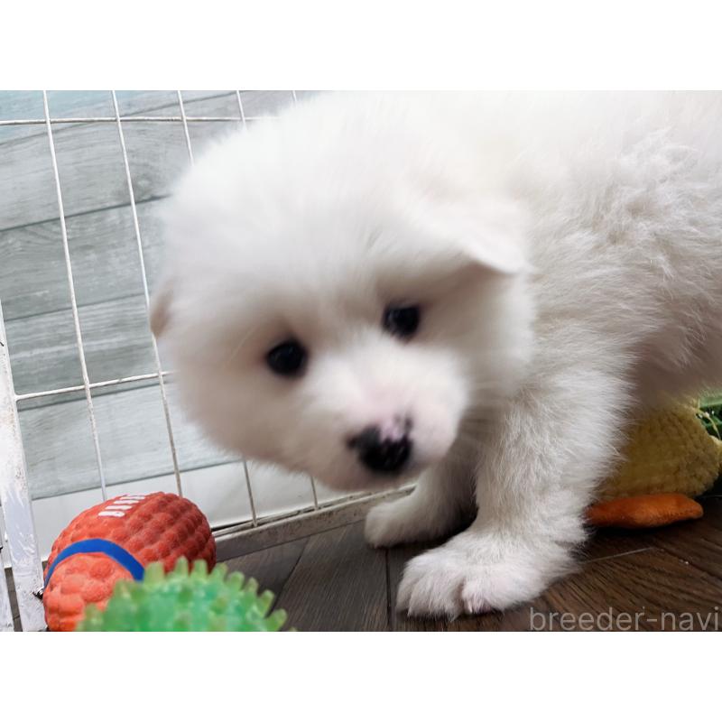 販売中の東京都のサモエド-441539の5枚目