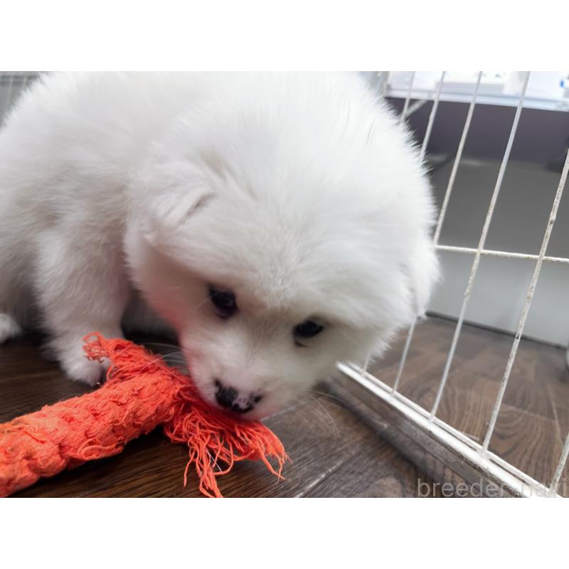 販売中の東京都のサモエド-441539の4枚目