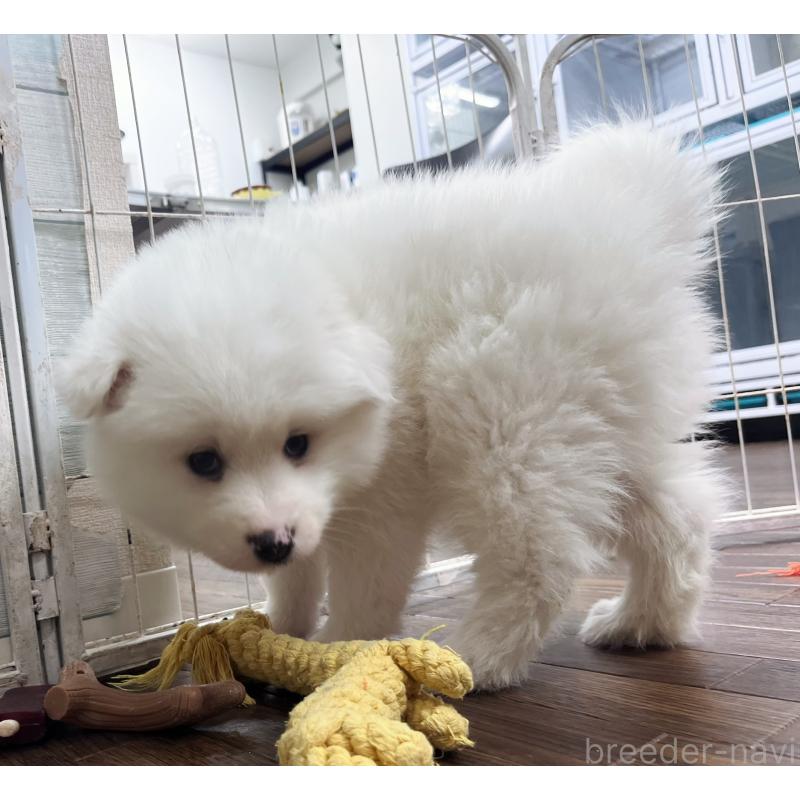 販売中の東京都のサモエド-441539の3枚目