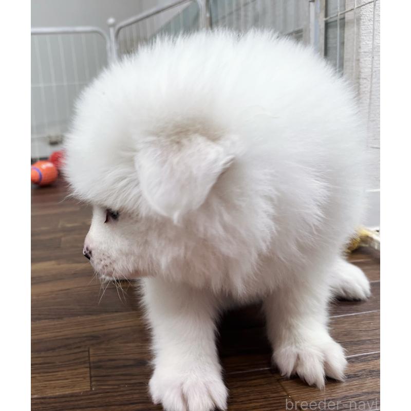 販売中の東京都のサモエド-441539の2枚目