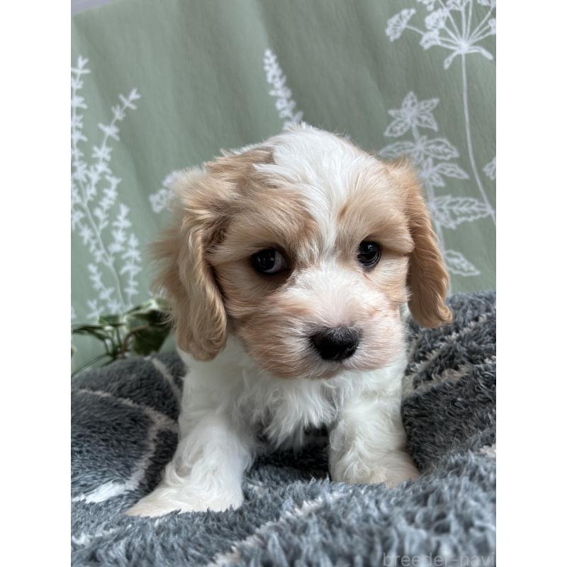 販売中の山形県のミックス犬-441542の5枚目