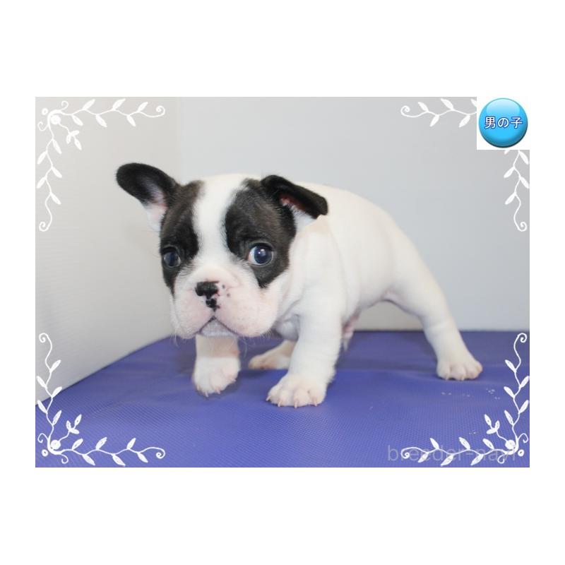 販売中の神奈川県のフレンチブルドッグ-441540の5枚目