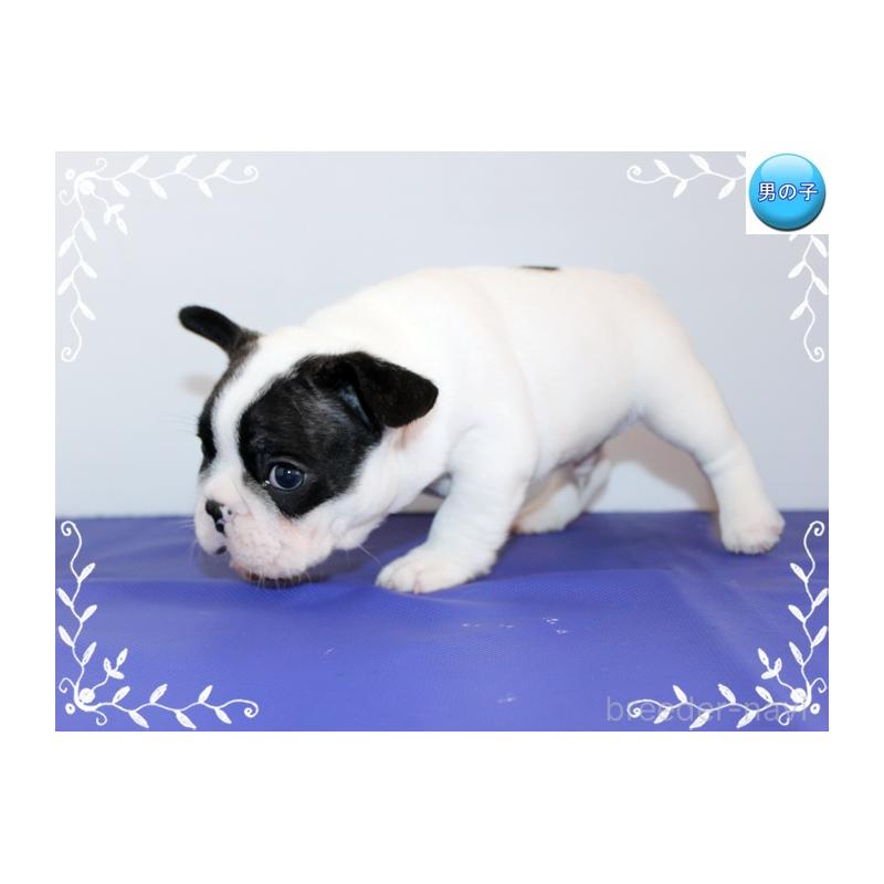 販売中の神奈川県のフレンチブルドッグ-441540の4枚目