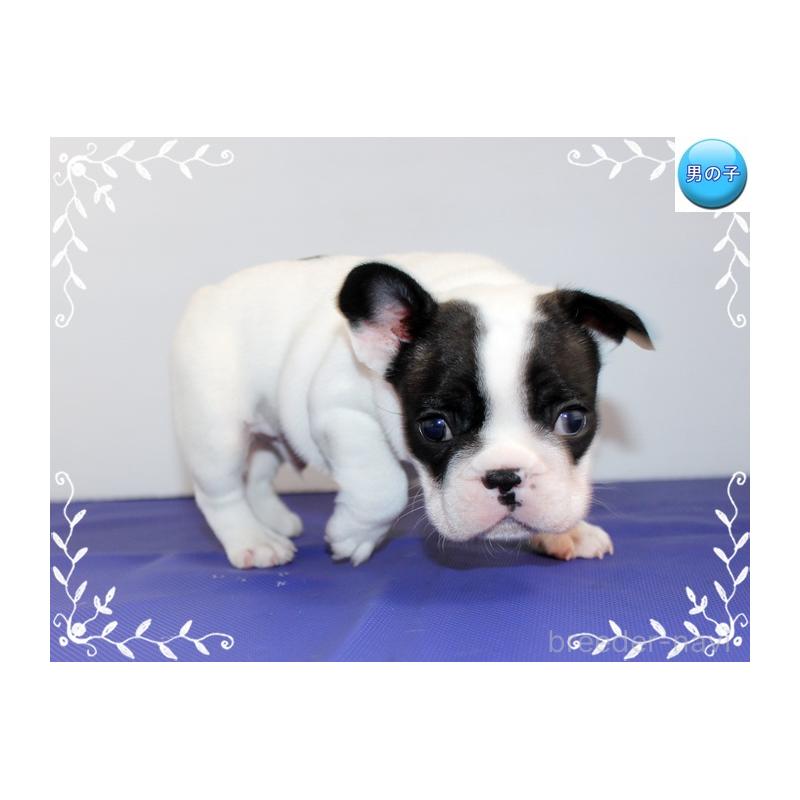 販売中の神奈川県のフレンチブルドッグ-441540の3枚目