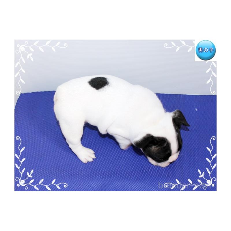 販売中の神奈川県のフレンチブルドッグ-441540の2枚目