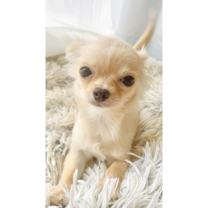 販売中の愛知県のチワワ(ロングコート)-417333の3枚目