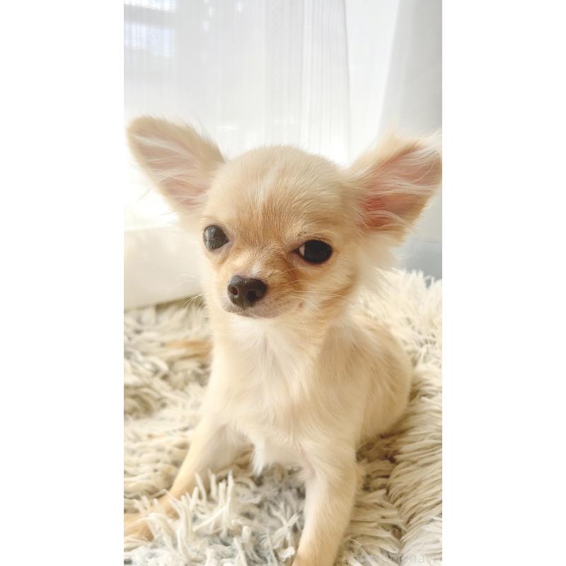 販売中の愛知県のチワワ(ロングコート)-417333の2枚目