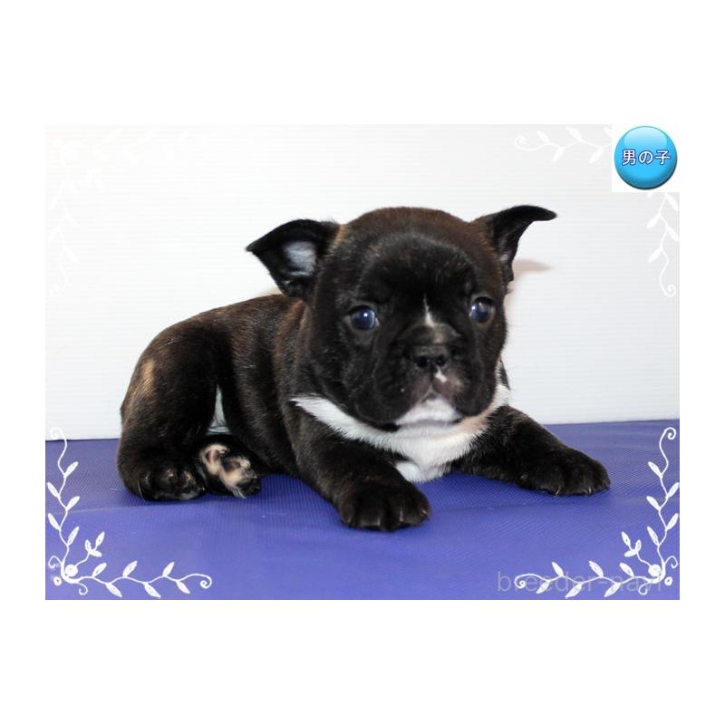 販売中の神奈川県のフレンチブルドッグ-441541の6枚目