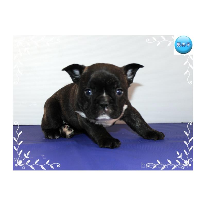 販売中の神奈川県のフレンチブルドッグ-441541の5枚目