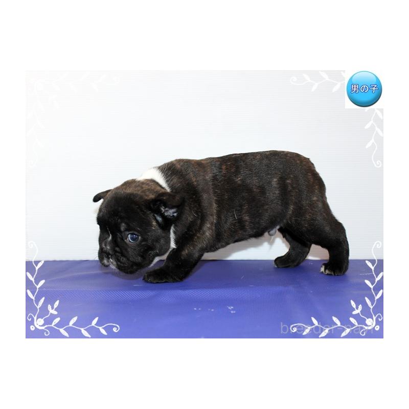 販売中の神奈川県のフレンチブルドッグ-441541の4枚目