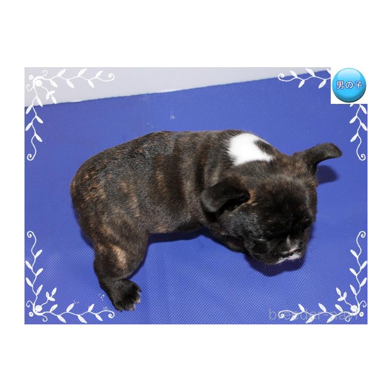 販売中の神奈川県のフレンチブルドッグ-441541の3枚目