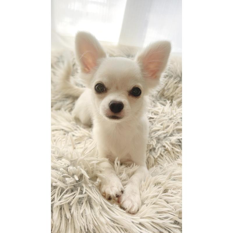 販売中の愛知県のチワワ(ロングコート)-419717の3枚目