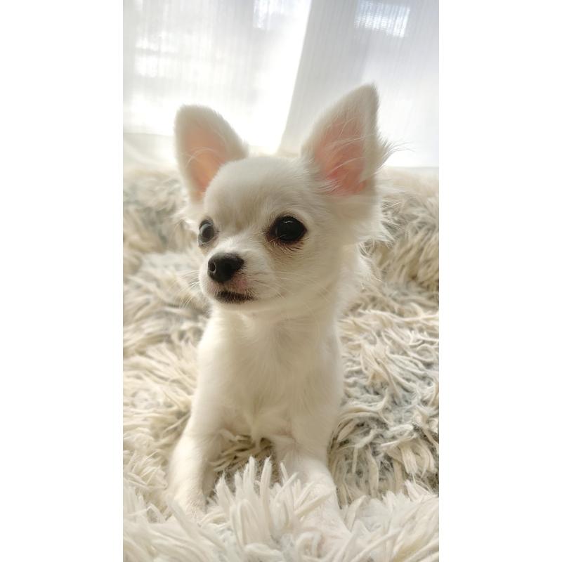 販売中の愛知県のチワワ(ロングコート)-419717の2枚目