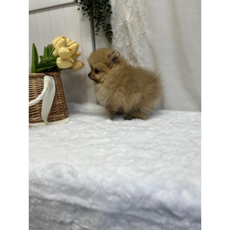 販売中の愛媛県のポメラニアン-441545の10枚目