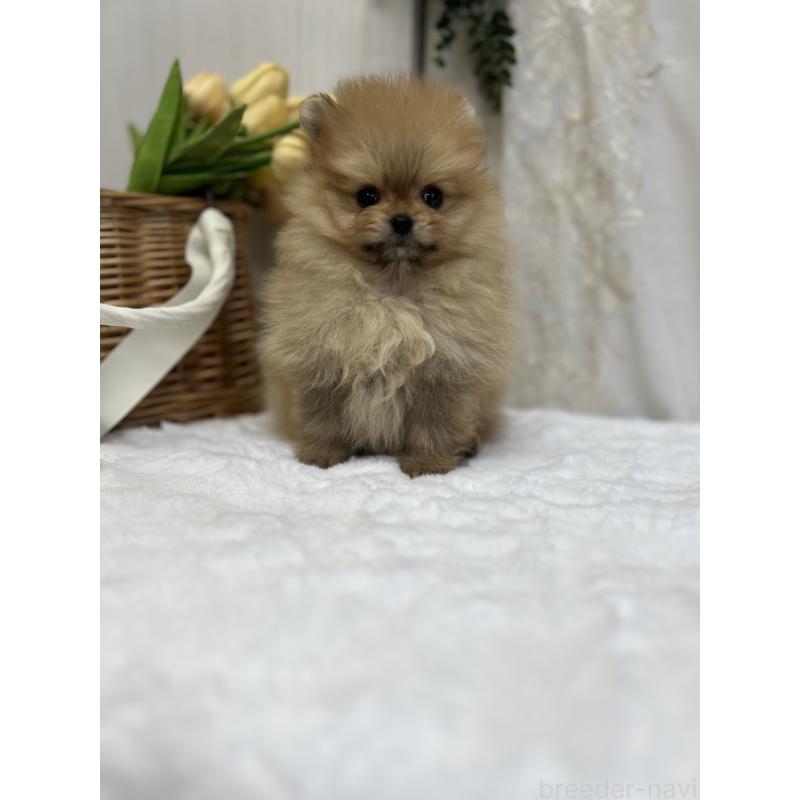 販売中の愛媛県のポメラニアン-441545の9枚目