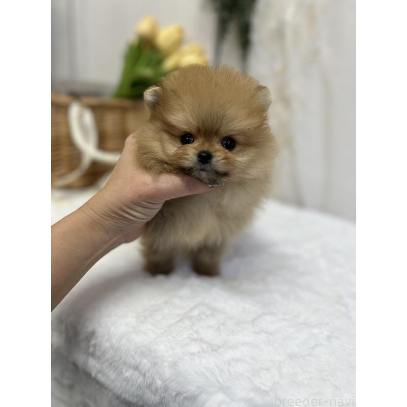 販売中の愛媛県のポメラニアン-441545の8枚目